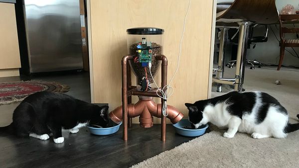 A picture of two cats eating cat food that came out of an automatic cat feeder, built as a result of this blog post.